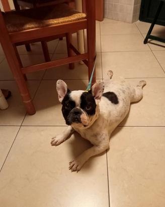 Bulldog francese femmina