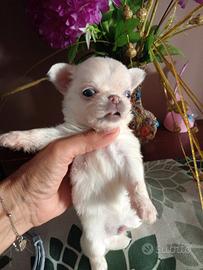 Chihuahua bianco crema femmina