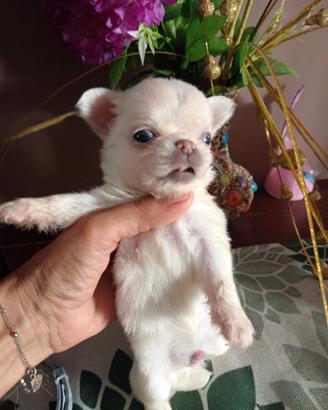 Chihuahua bianco crema femmina