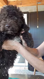 Cuccioli lagotto