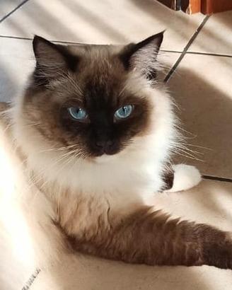 Ragdoll maschio con pedigree per accoppiamento