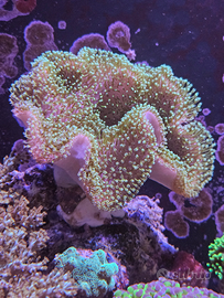 Coralli acquario marino