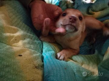 Cuccioli taglia piccola