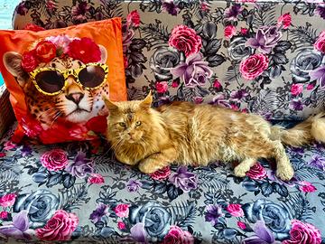 Maine Coon adulto
