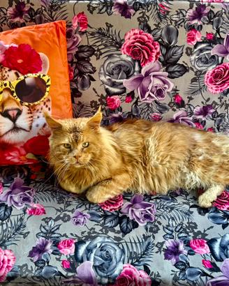 Maine Coon adulto