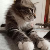 Incrocio Maine coon