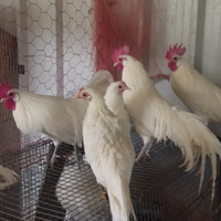 Galletti ornamentali Phoenix