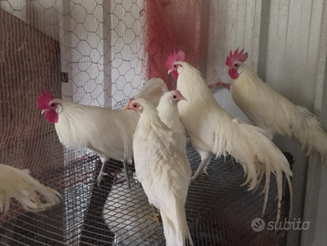 Galletti ornamentali Phoenix