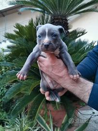 American pitbull terrier blu pitbul amstaff pit