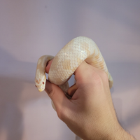 Serpente del grano snow ( Pantherophis guttatus )