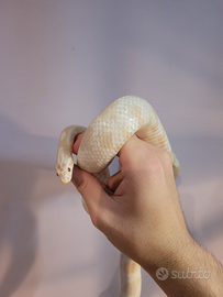 Serpente del grano snow ( Pantherophis guttatus )