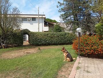 Giardiniere esperto Qualificato