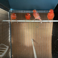 Canarini rossi e gialli