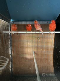 Canarini rossi e gialli