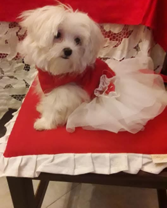 Cuccioli Maltesi