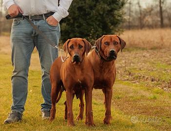 Jabari & Zani cuccioli di Rhodesian Ridgeback