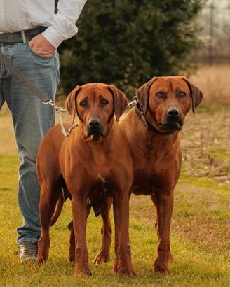 Jabari & Zani cuccioli di Rhodesian Ridgeback