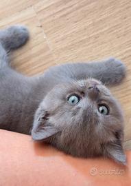 Cuccioli British