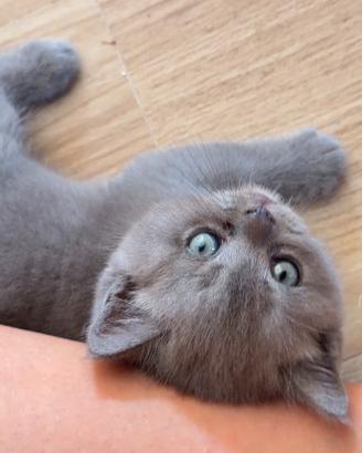Cuccioli British
