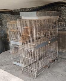 Gabbie da 60 canarini