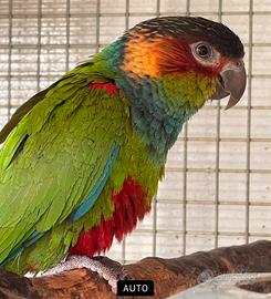 Pyrrhura cruentata coppia