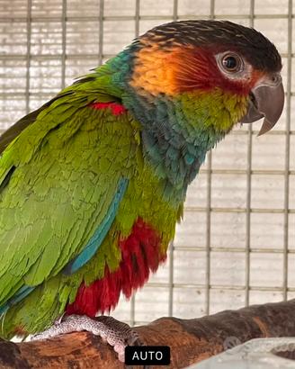 Pyrrhura cruentata coppia