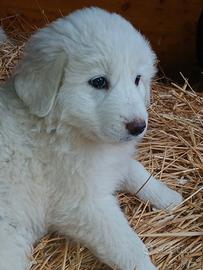 Cuccioli pastore maremmano pirenei