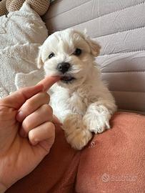 Cuccioli di maltese