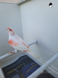 Canarini mosaico rosso avorio