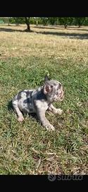 Cucciole di bulldog francesi