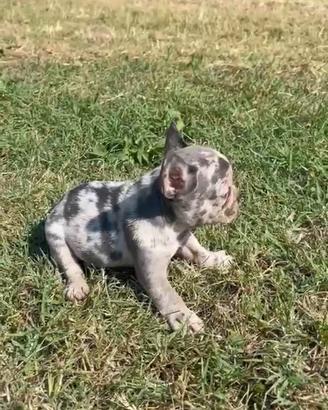 Cucciole di bulldog francesi