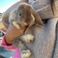 Coniglio Nano Ariete Minilop