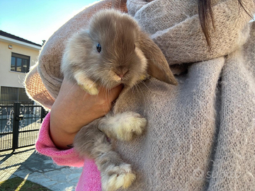 Coniglio Nano Ariete Minilop