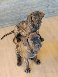 Cuccioli cane corso
