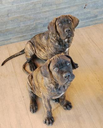 Cuccioli cane corso