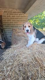 Cucciolo di beagle