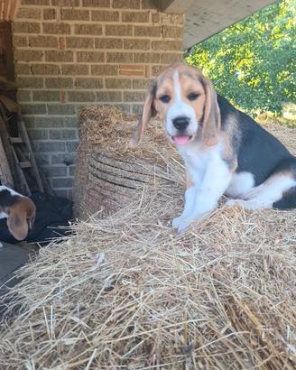 Cucciolo di beagle