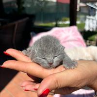 British shorthair blue