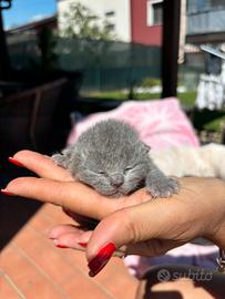 British shorthair blue