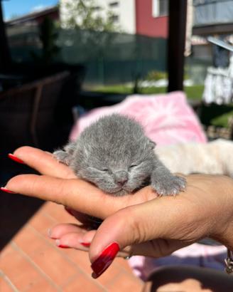 British shorthair blue