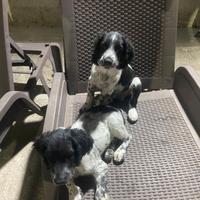 Springer spaniel inglese