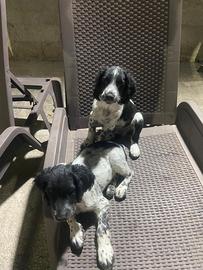 Springer spaniel inglese