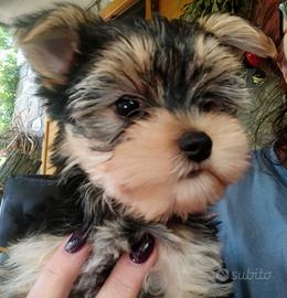 Morkie femmina