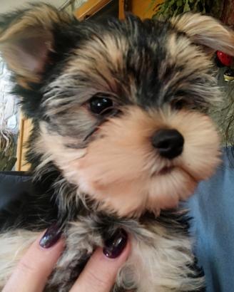 Morkie femmina