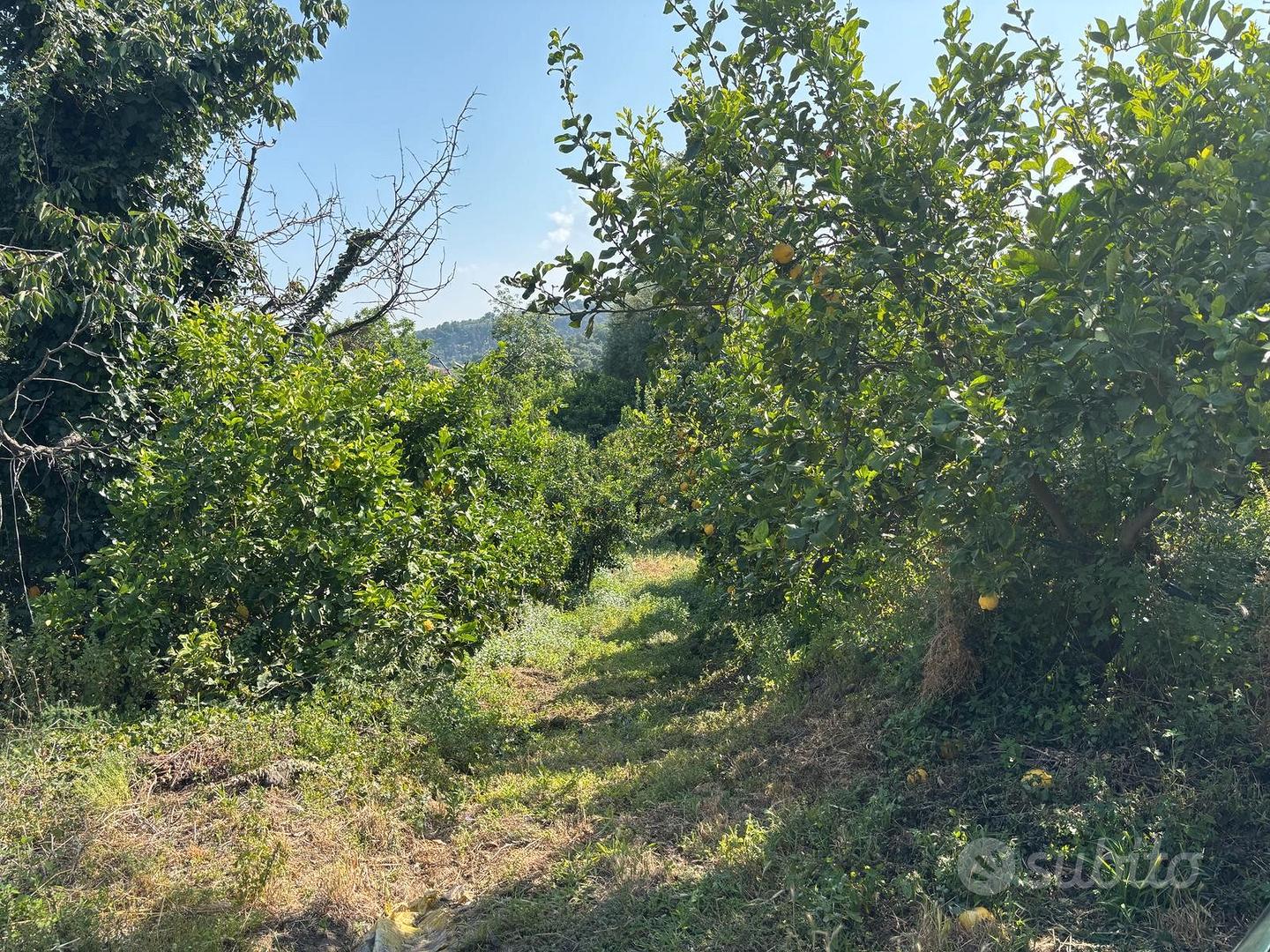Piedimonte Etneo Terreno Agricolo di 6000mq - Vista 5