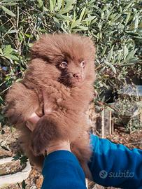 Spitz tedesco piccolo cioccolato