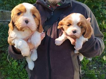 Cavalier king Charles Spaniel cuccioli con pedigre