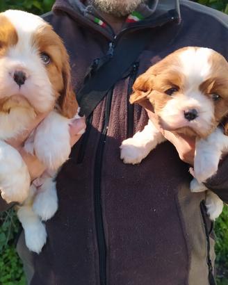 Cavalier king Charles Spaniel cuccioli con pedigre