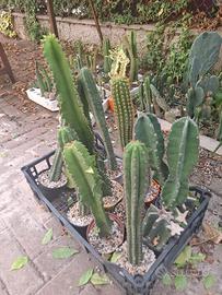 Porta innesti per succulente piante grasse