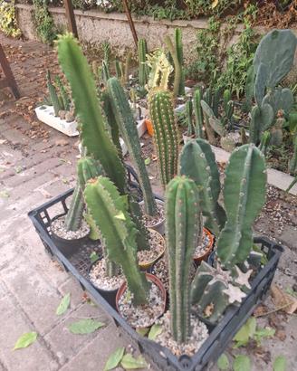 Porta innesti per succulente piante grasse